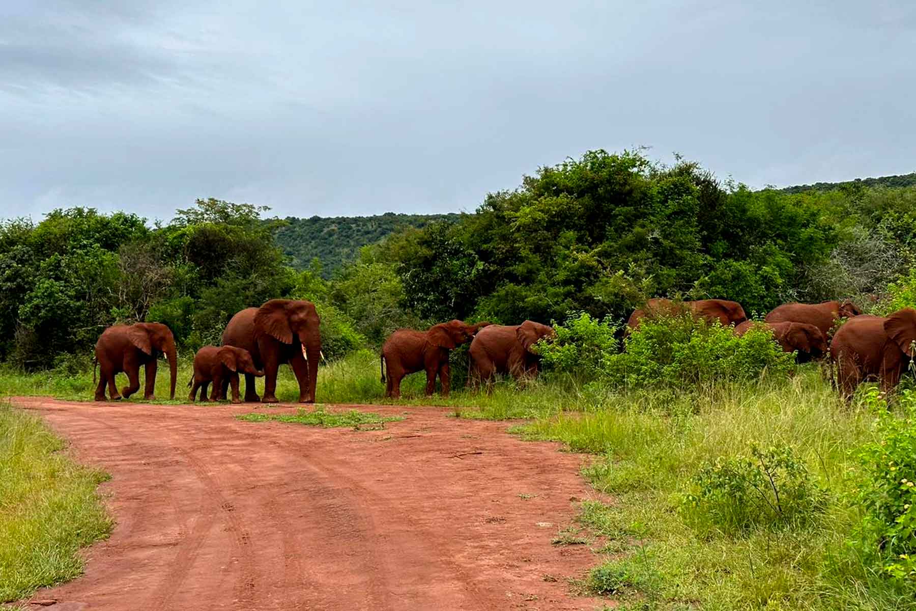 Day Rwanda Akagera National Park Wildlife Safari One More Adventure