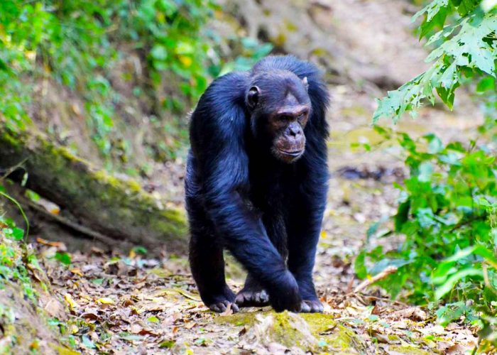 5-days-kahuzi-biega-gorillas-and-nyungwe-chimpanzee-trekking-tour
