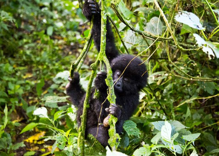 7-days-best-of-dr-congo-gorilla-adventure-safari