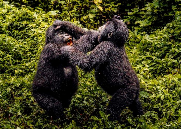 8-days-rwanda-burundi-gorilla-adventure-safari