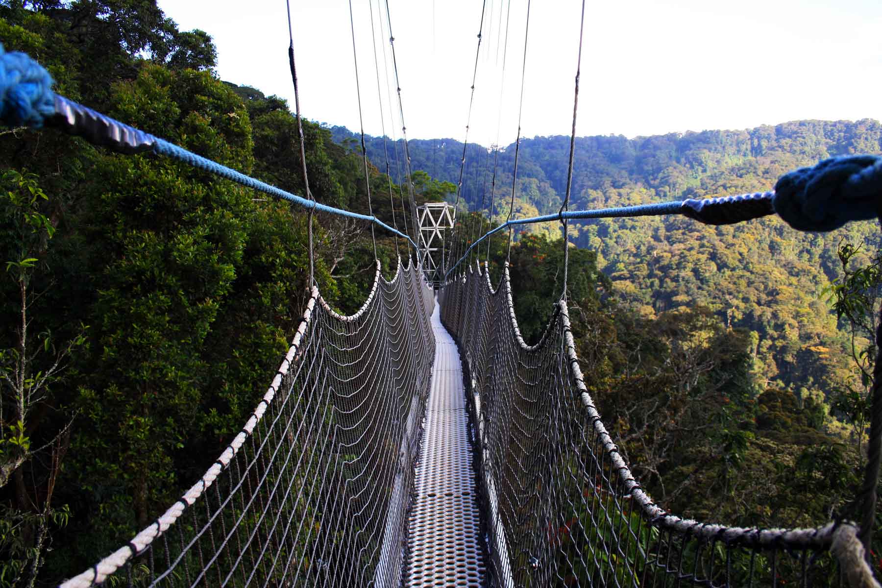 Canopy Walk Experience at Nyungwe Forest
