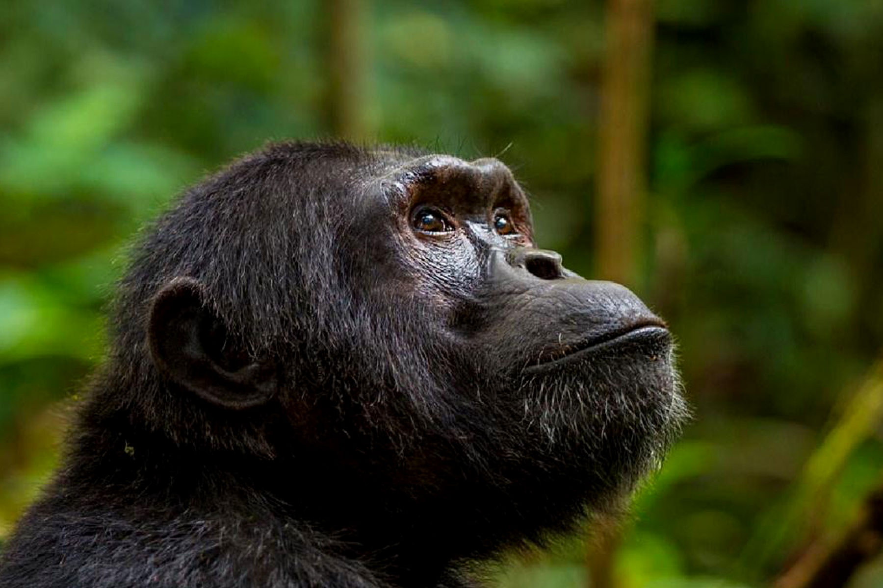 Chimpanzee Trekking Experience at Kibale National Park.