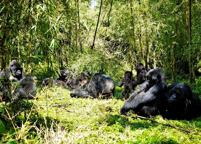 gorilla-families-in-volcanoes-national-park