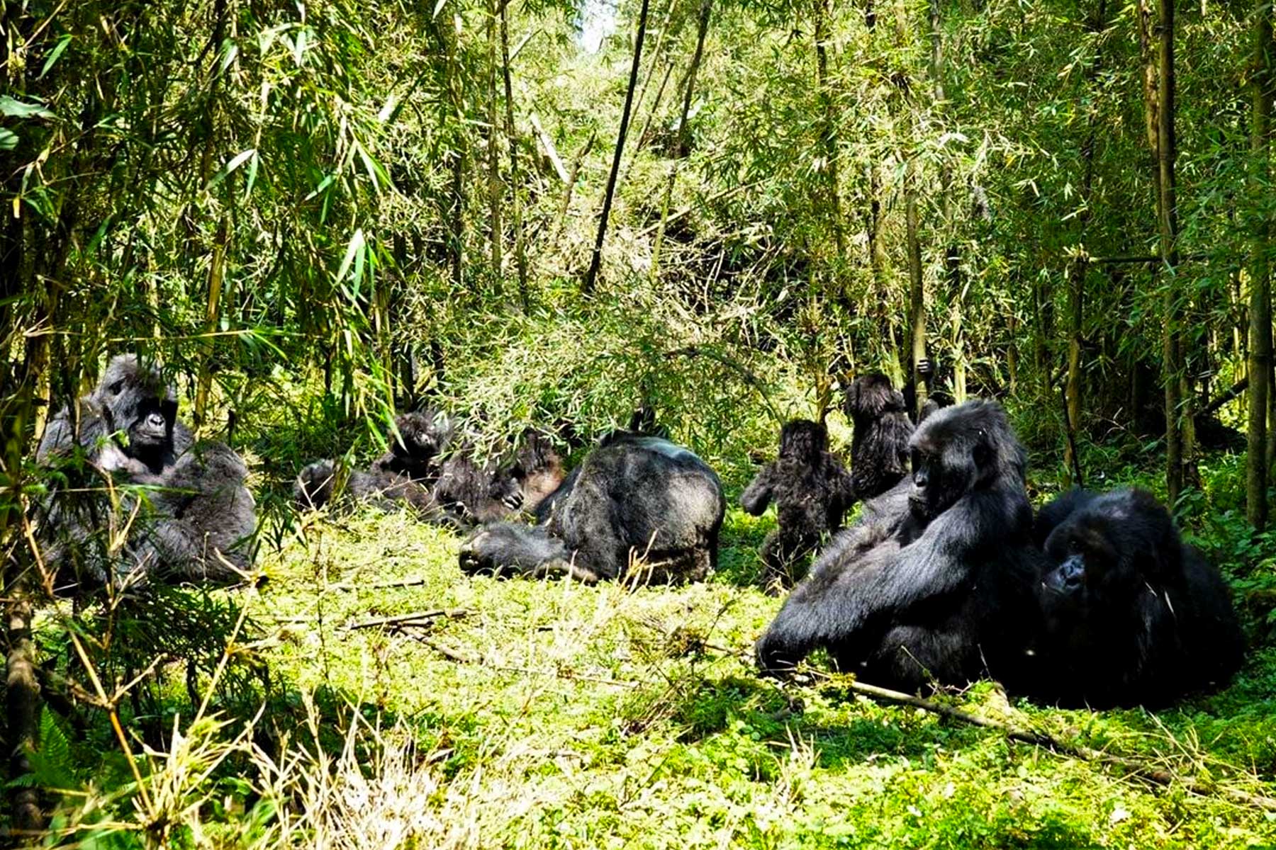 Exclusive Private Gorilla Trekking at Volcanoes National Park in Rwanda