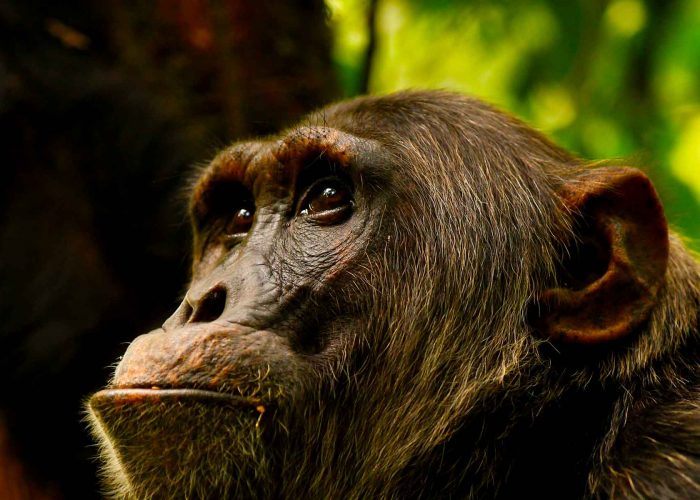 ngongo-chimpanzee-trekking-at-kibale-national-park