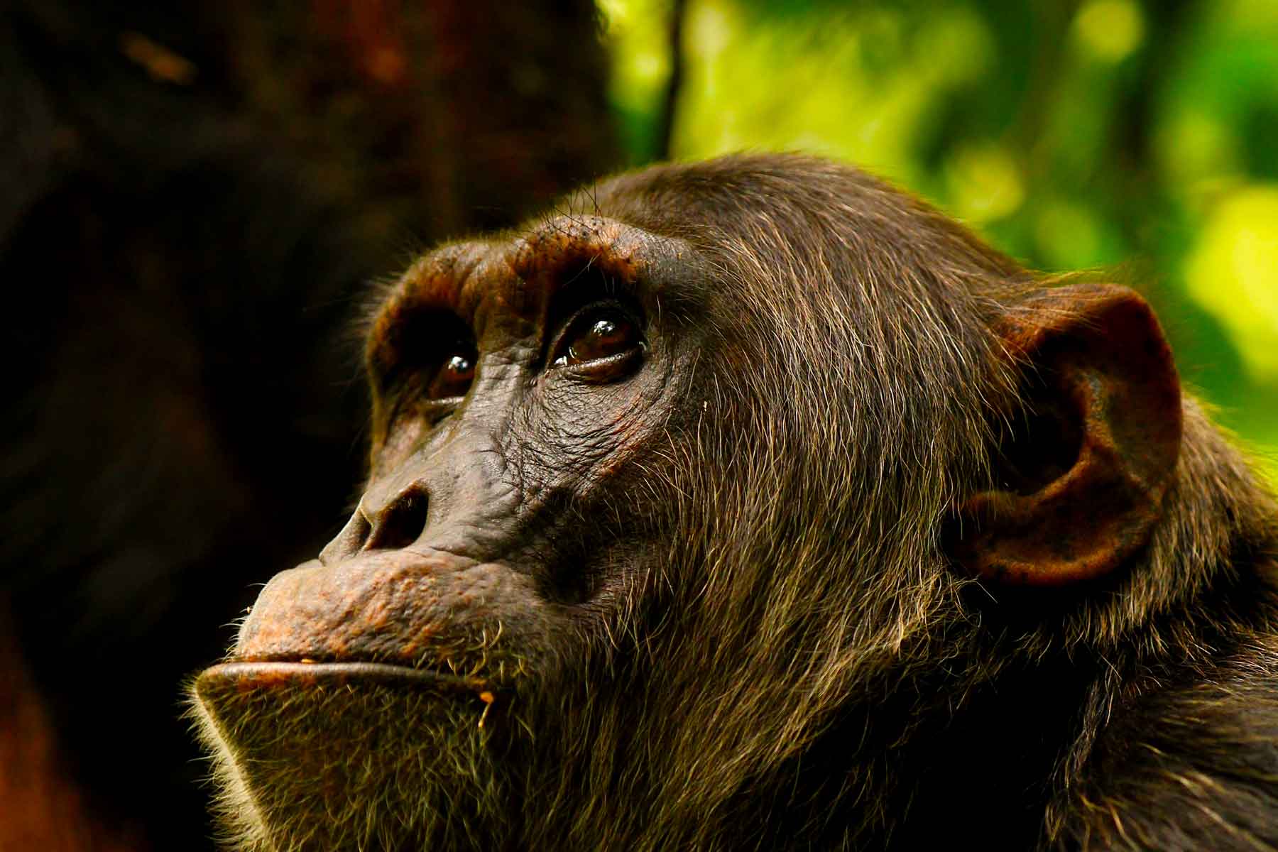 ngongo-chimpanzee-trekking-at-kibale-national-park