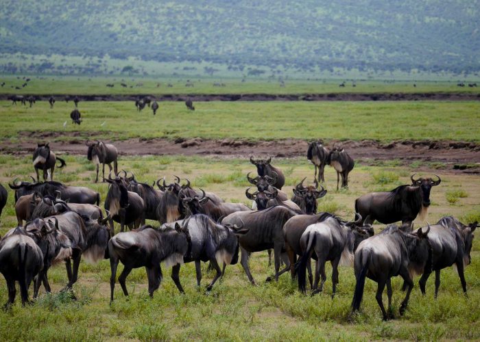 wildebeests-in-tanzania