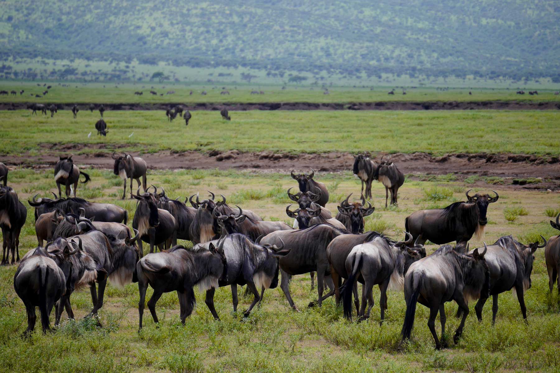 wildebeests-in-tanzania