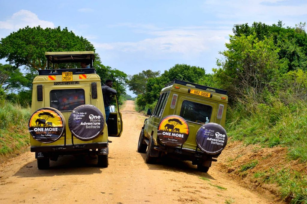 Cost of a safari tour in Africa: How much an African safari tour costs