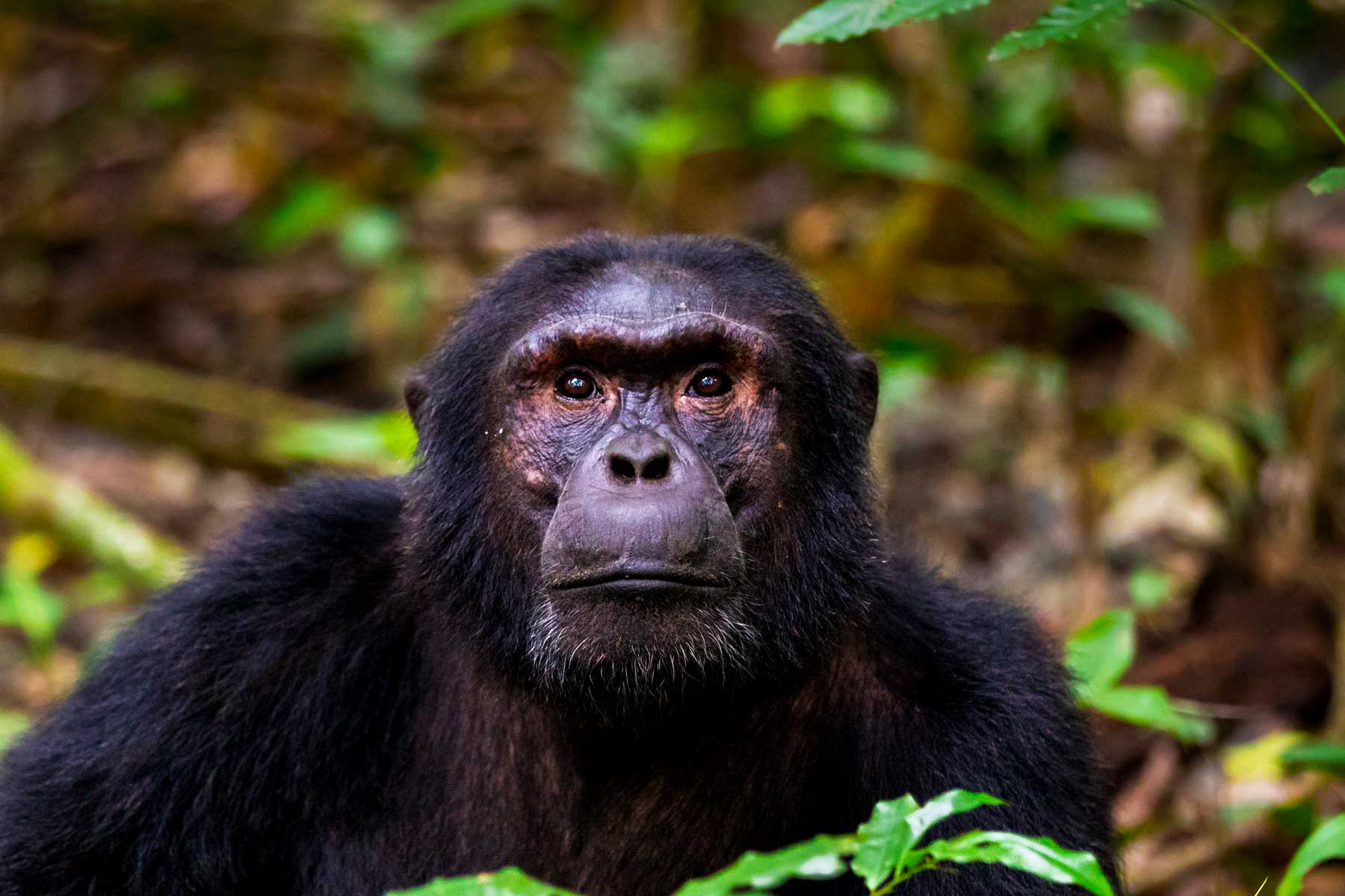 10-days-uganda-primate-habituation-and-kenya-big-5-wildlife-safari