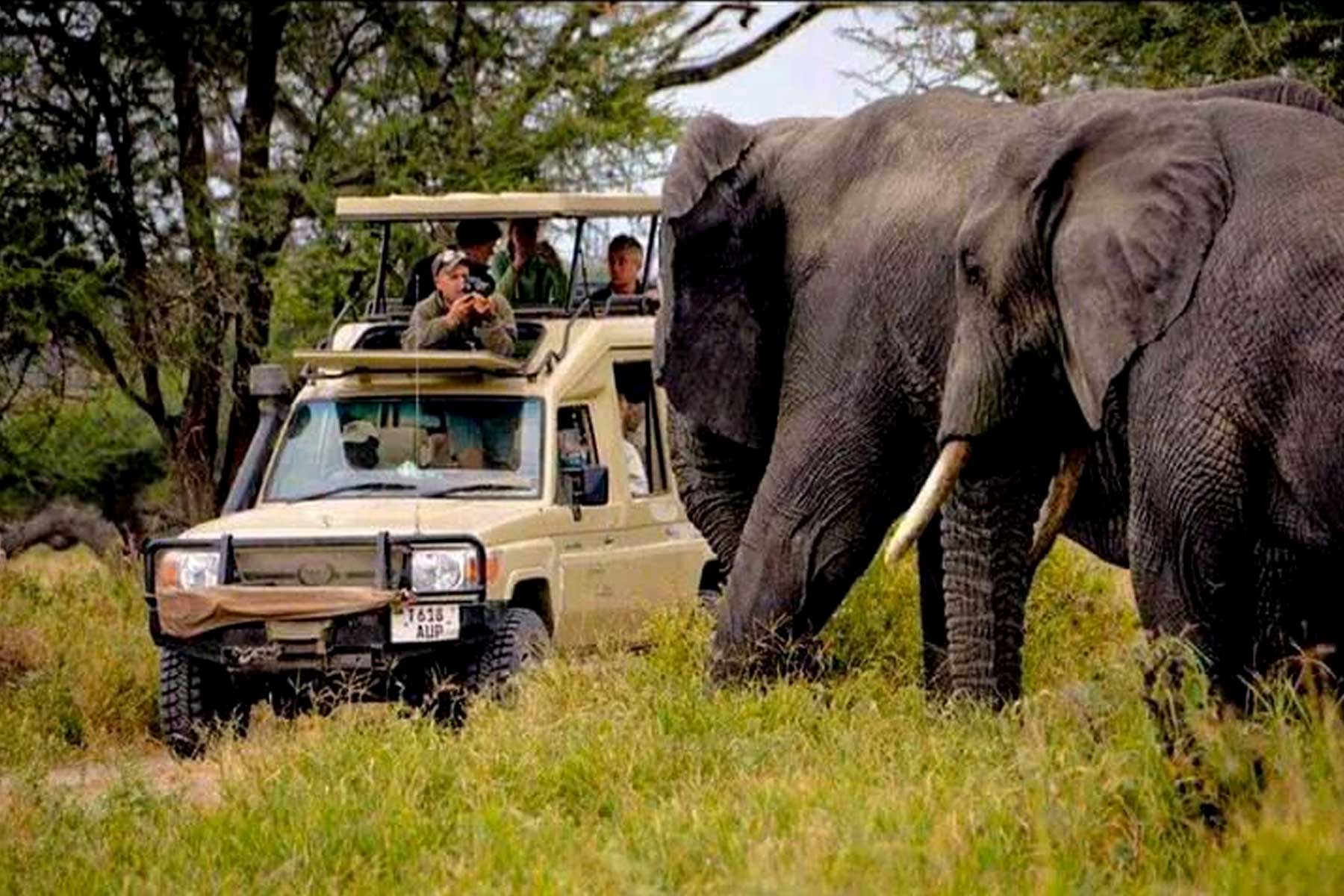 12-days-best-of-kenya-and-tanzania-wildlife-adventure-safari