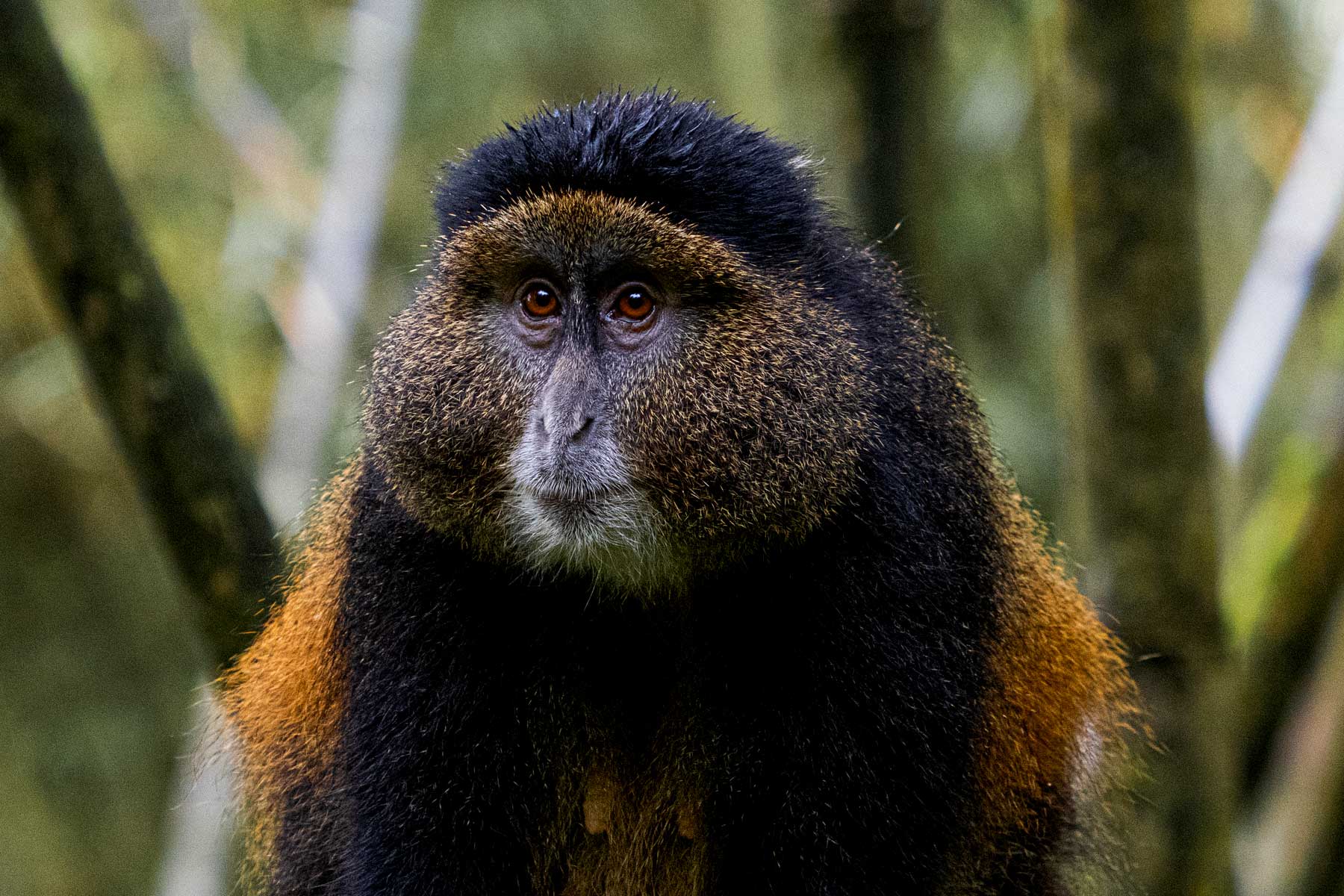 12-days-rwanda-uganda-primate-and-wildlife-encounter-safari
