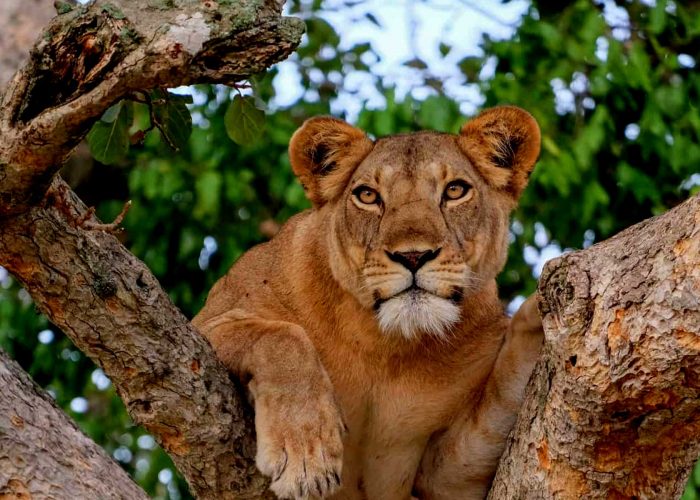 18-days-best-of-uganda-primates-and-wildlife-experience-safari
