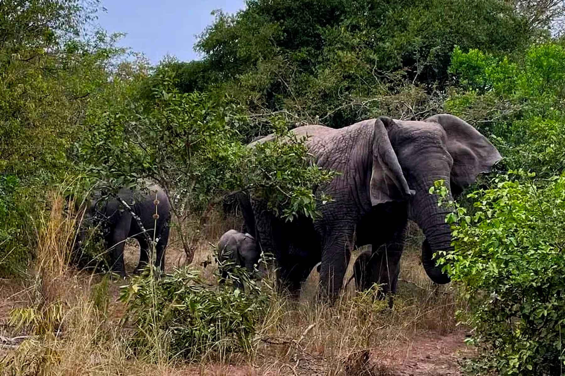 19-days-magical-kenya-tanzania-wildlife-adventure-safari