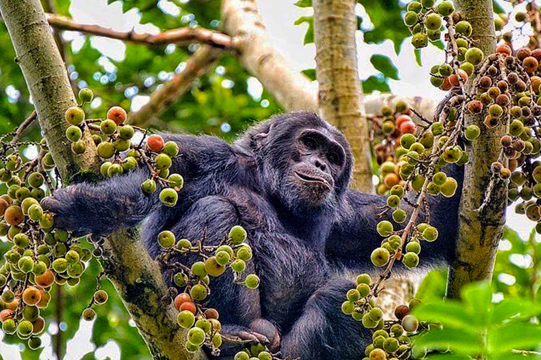 Chimpanzee Trekking Experience in Nyungwe National Park.
