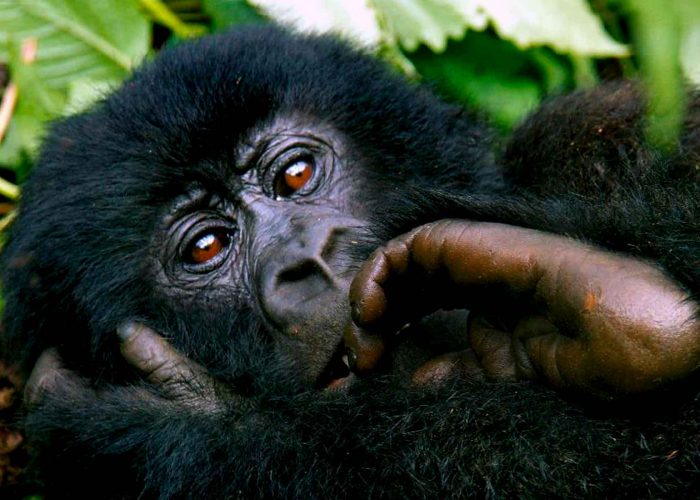 2-days-rwanda-gorilla-trekking-adventure-tour