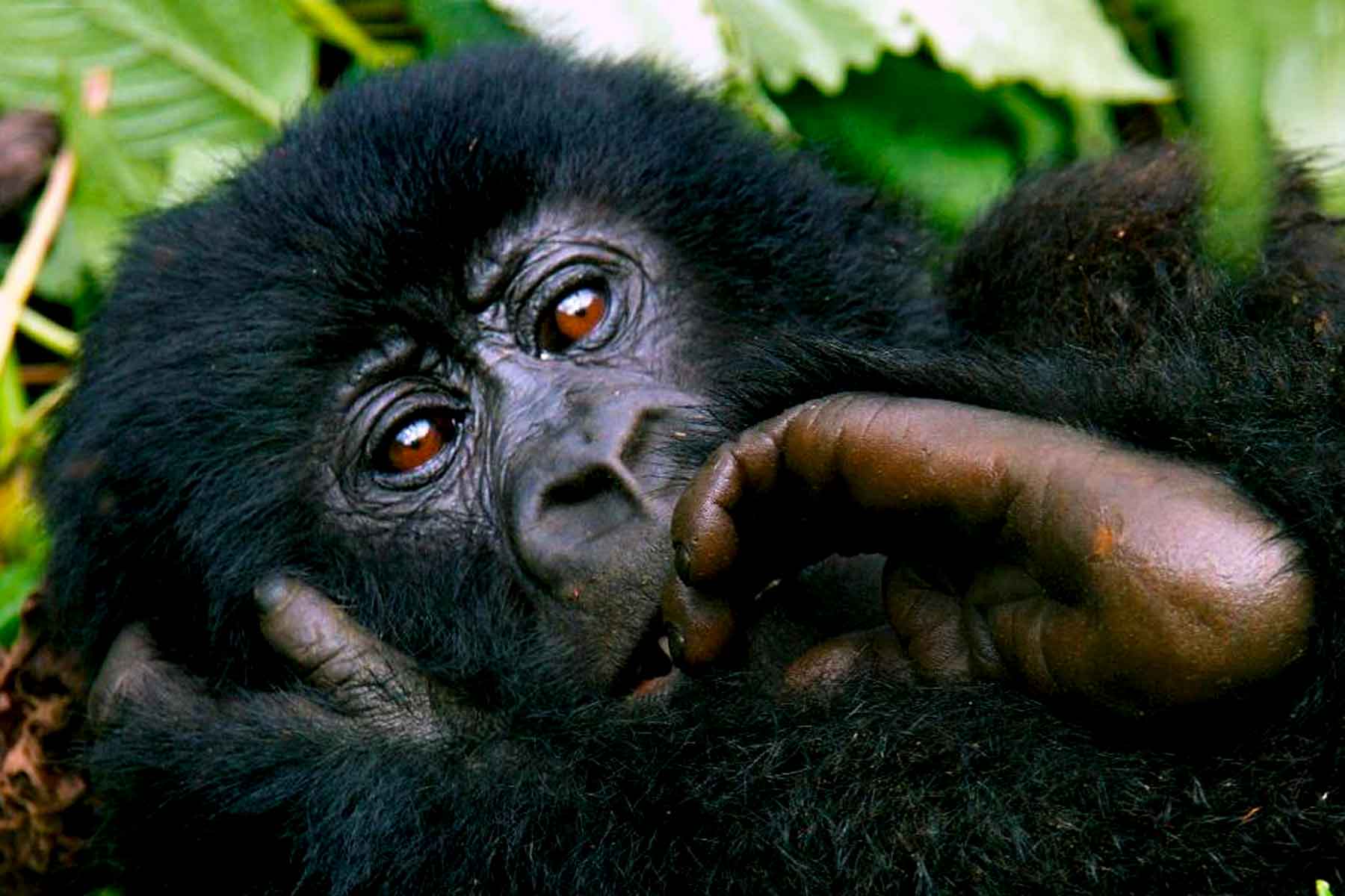 2-days-rwanda-gorilla-trekking-adventure-tour