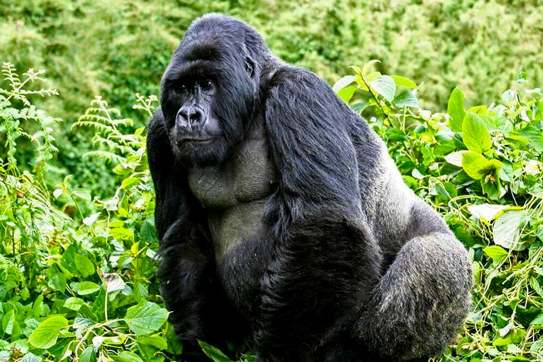 2-days-uganda-gorilla-trekking-safari-express-from-rwanda