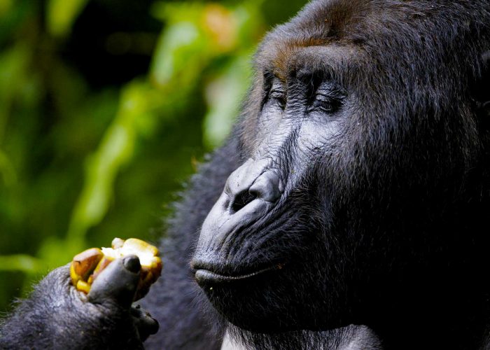 3-days-congo-gorilla-habituation-safari