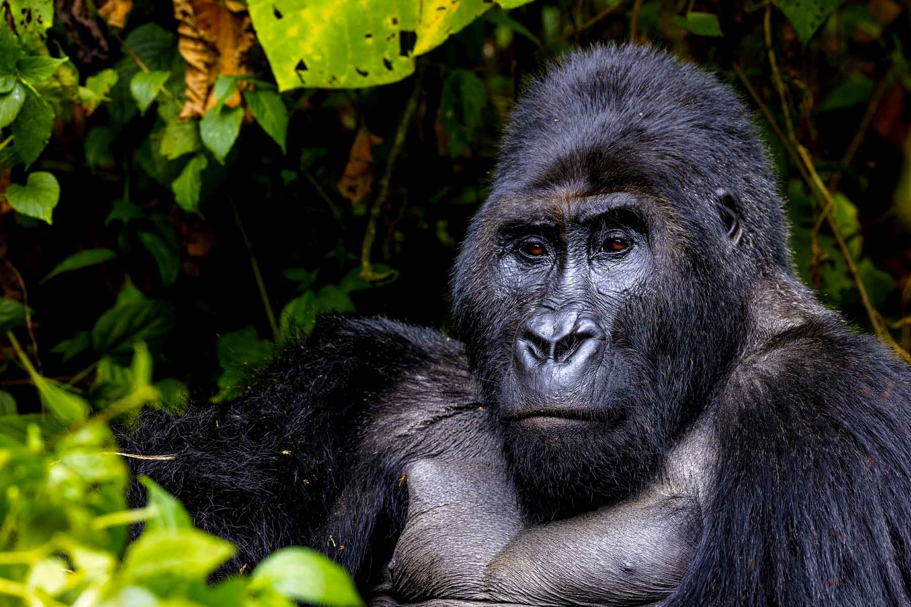 3-days-congo-lowland-gorilla-trekking-safari
