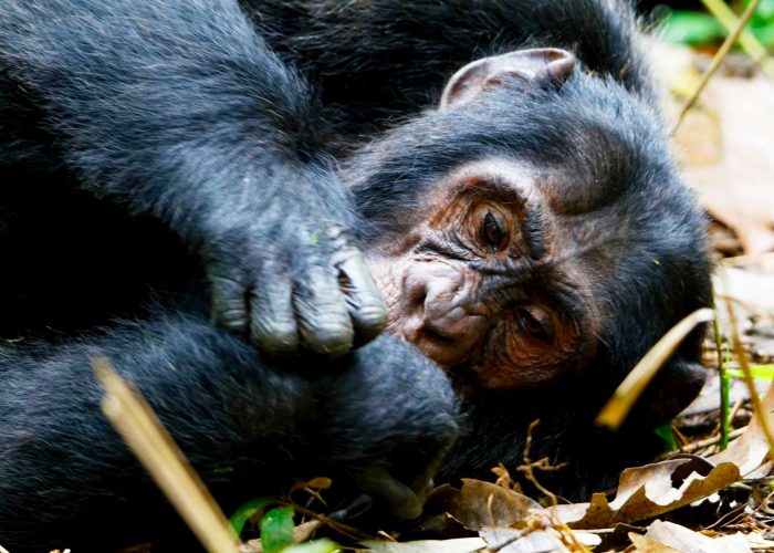 3-days-uganda-chimpanzee-trekking-safari