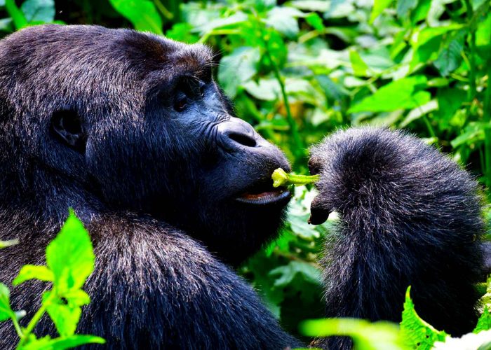 3-days-uganda-gorilla-trek-flying-safari