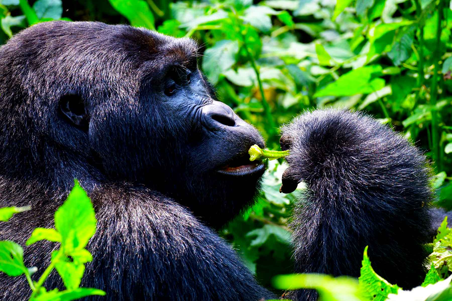 3-days-uganda-gorilla-trek-flying-safari