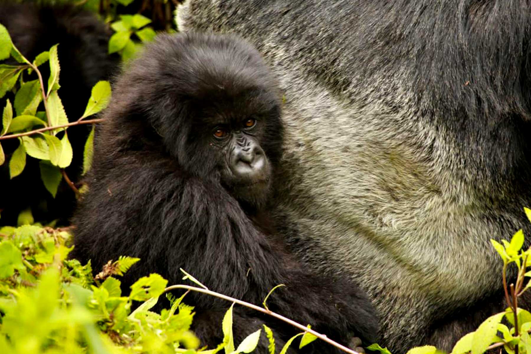 3-days-uganda-gorilla-trekking-safari-express-from-rwanda