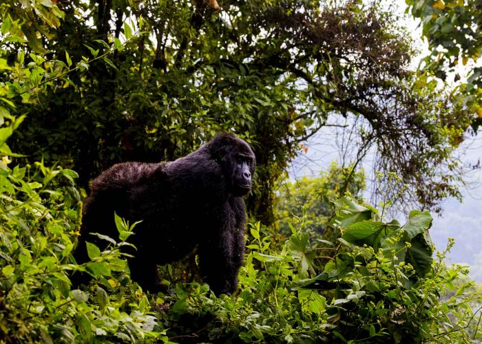 4-days-congo-gorilla-habituation-safari