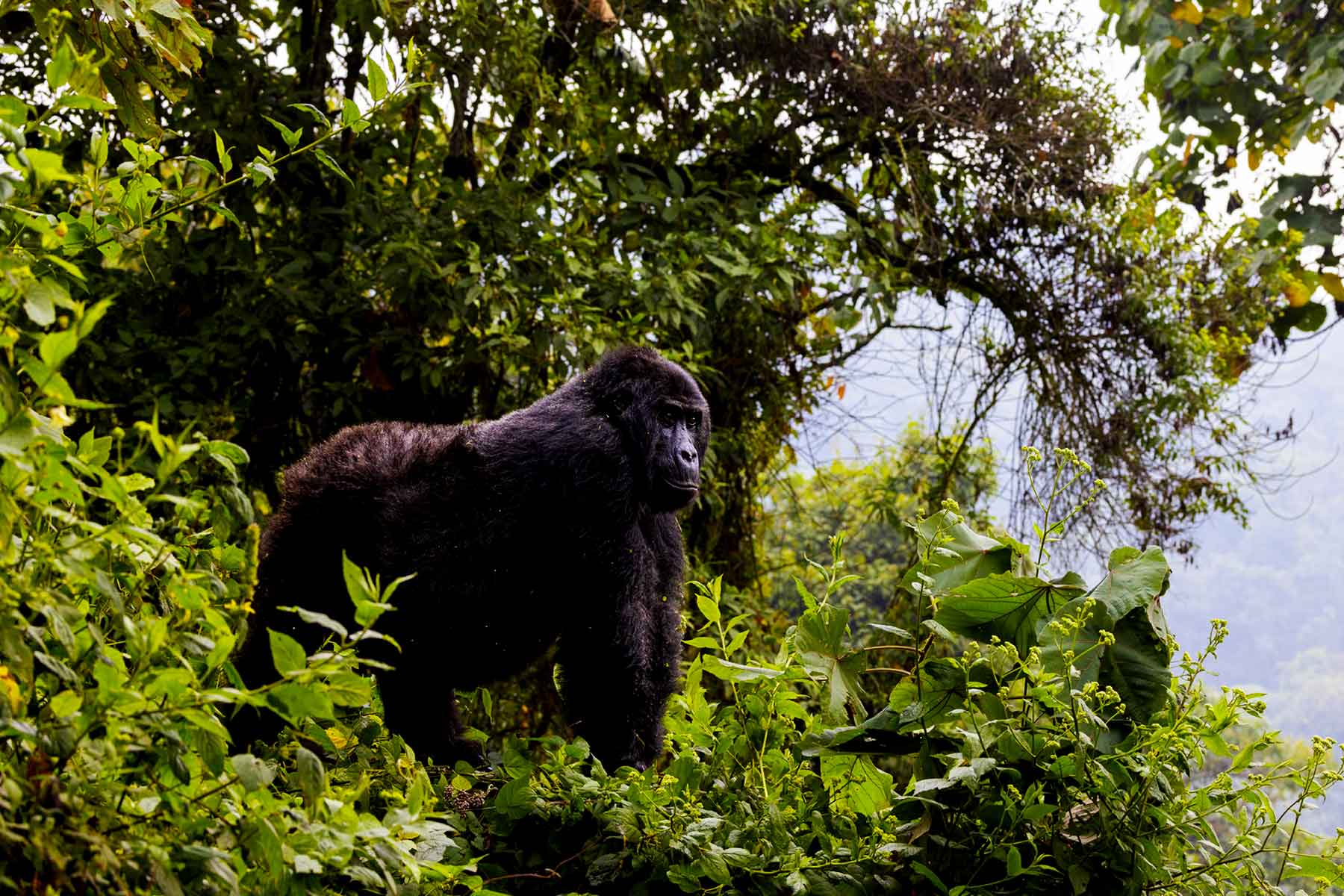 Congo Lowland Gorilla Trekking and Gorilla Habituation Experiences