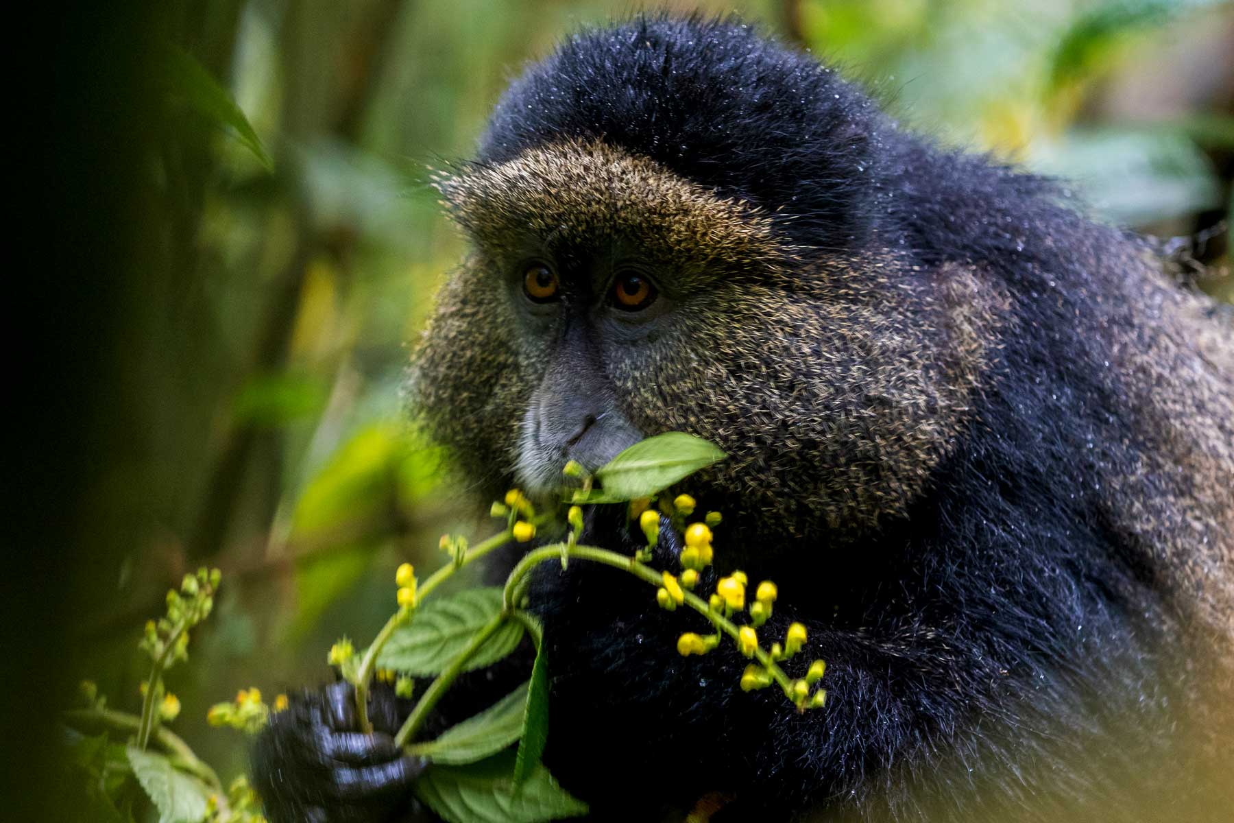 4-days-mgahinga-gorilla-and-golden-monkey-trekking-adventure