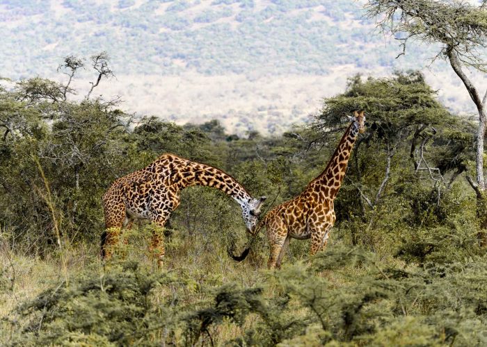 4-days-rwanda-akagera-wildlife-encounter-safari