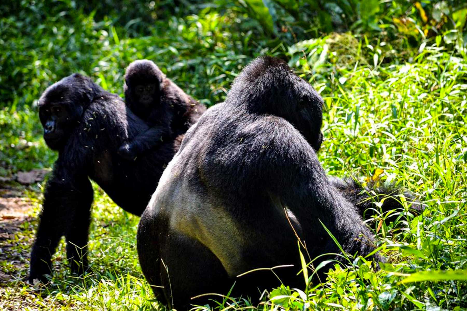 4-days-rwanda-uganda-gorilla-trekking-adventure