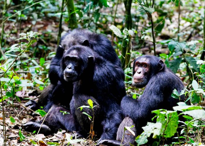 4-days-uganda-chimpanzee-habituation-safari