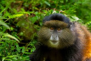 5-days-rwanda-gorilla-and-golden-monkey-trekking-adventure-safari