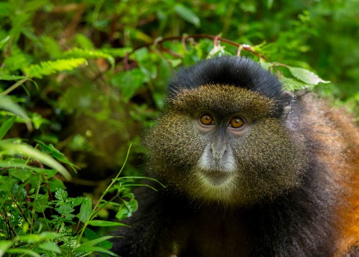 5-days-rwanda-gorilla-and-golden-monkey-trekking-adventure-safari