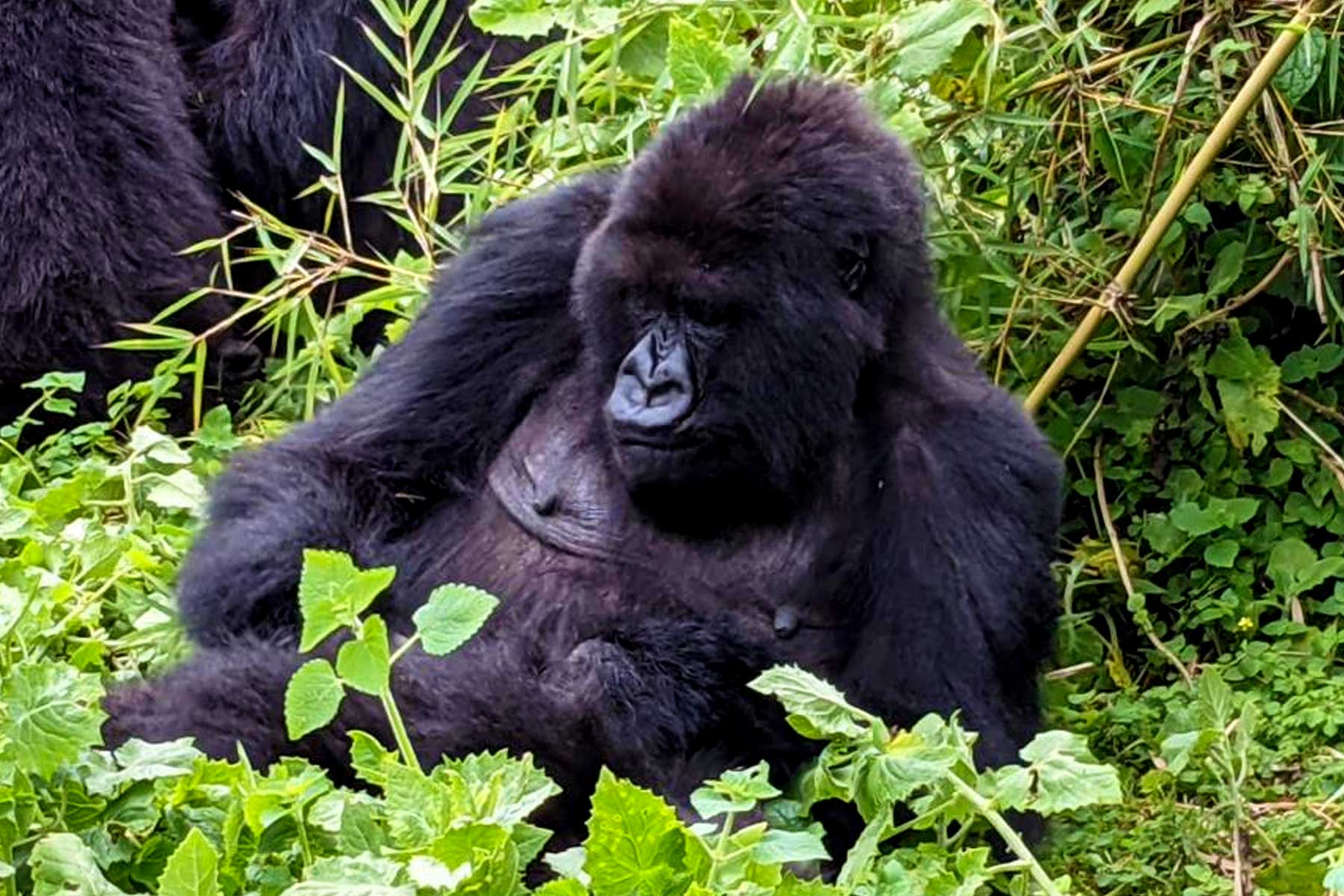5-days-rwanda-uganda-gorilla-trekking-adventure-safari