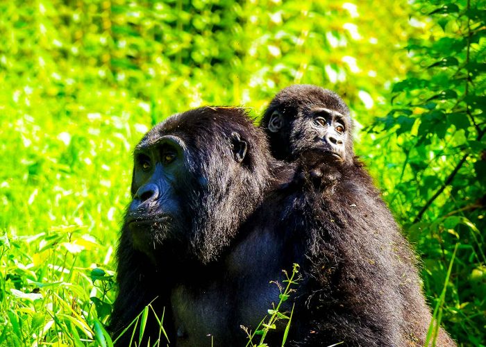 5-days-uganda-double-gorilla-trekking-flying-safari