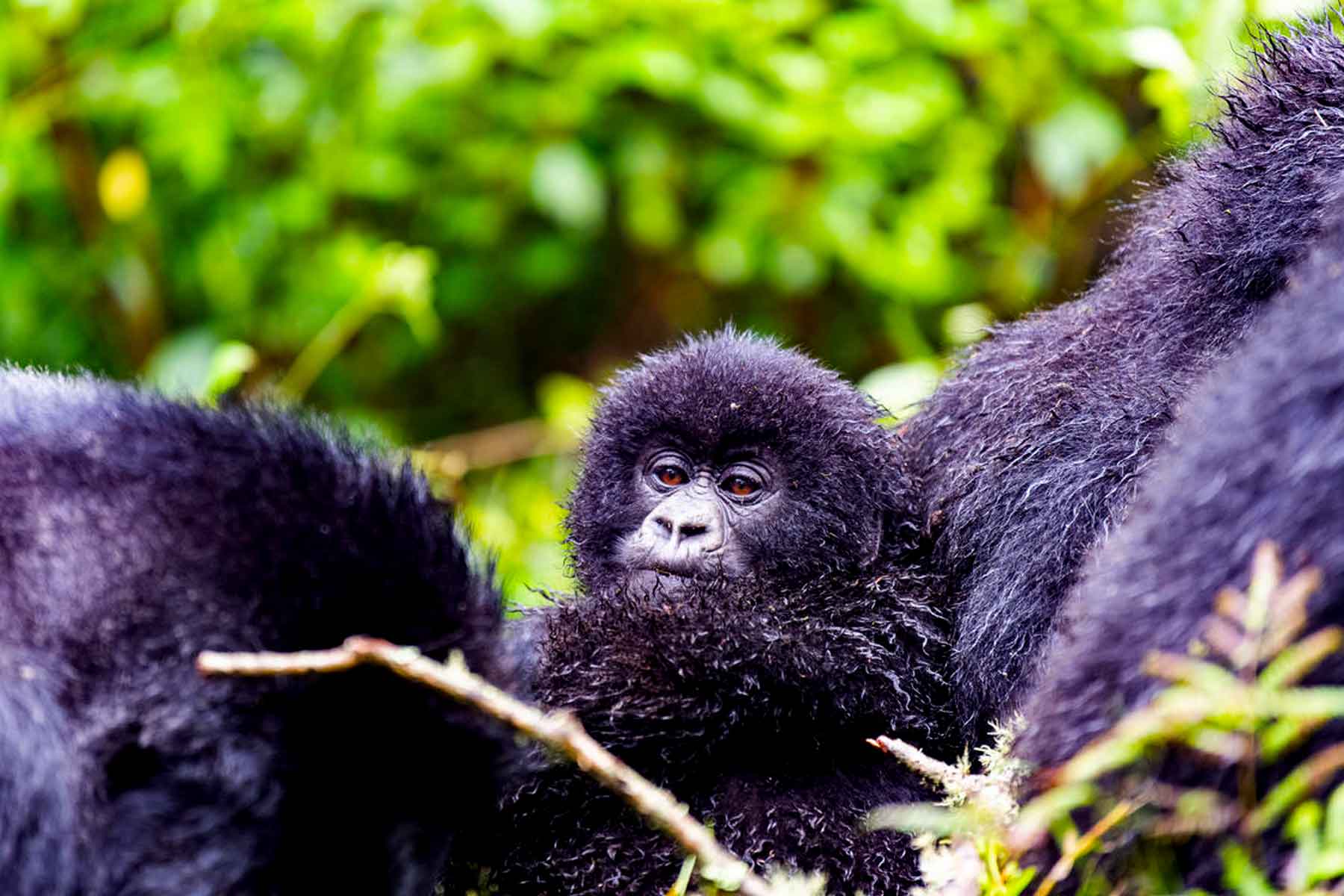 5-days-uganda-gorilla-habituation-safari