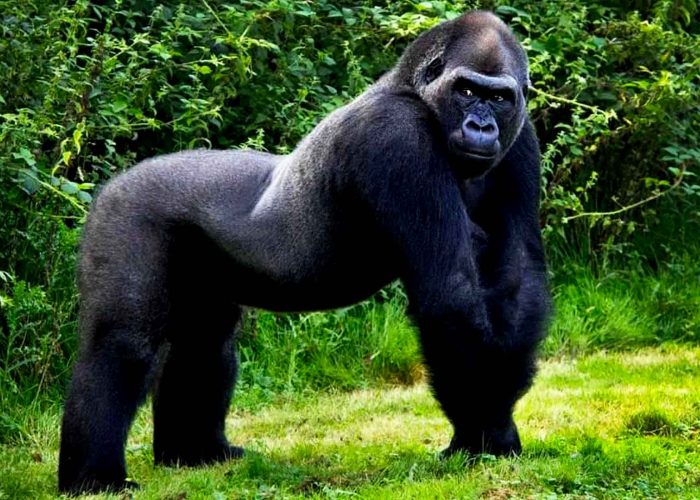 6-days-kahuzi-biega-gorilla-habituation-and-nyungwe-chimpanzee-trek