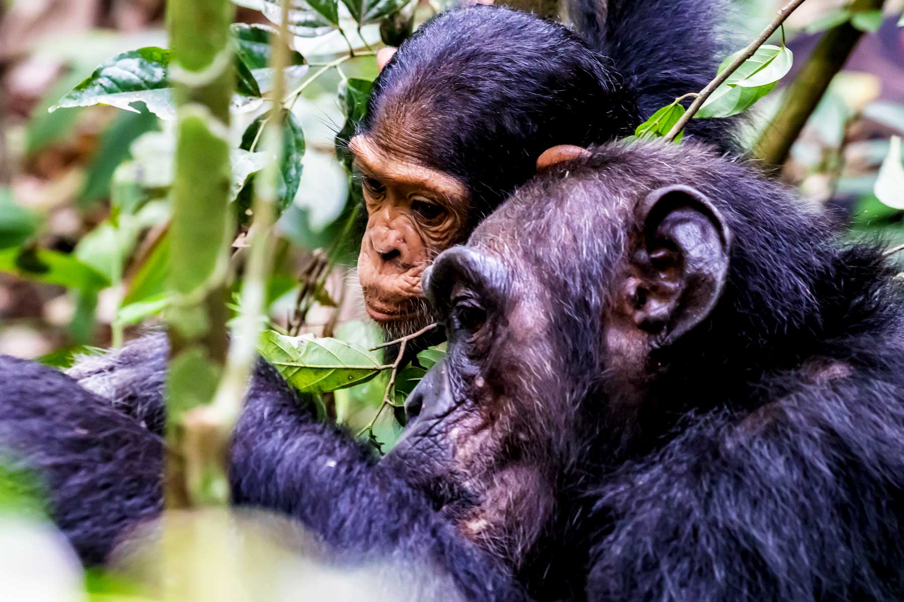 6-days-uganda-gorilla-and-chimpanzee-trekking-express-safari