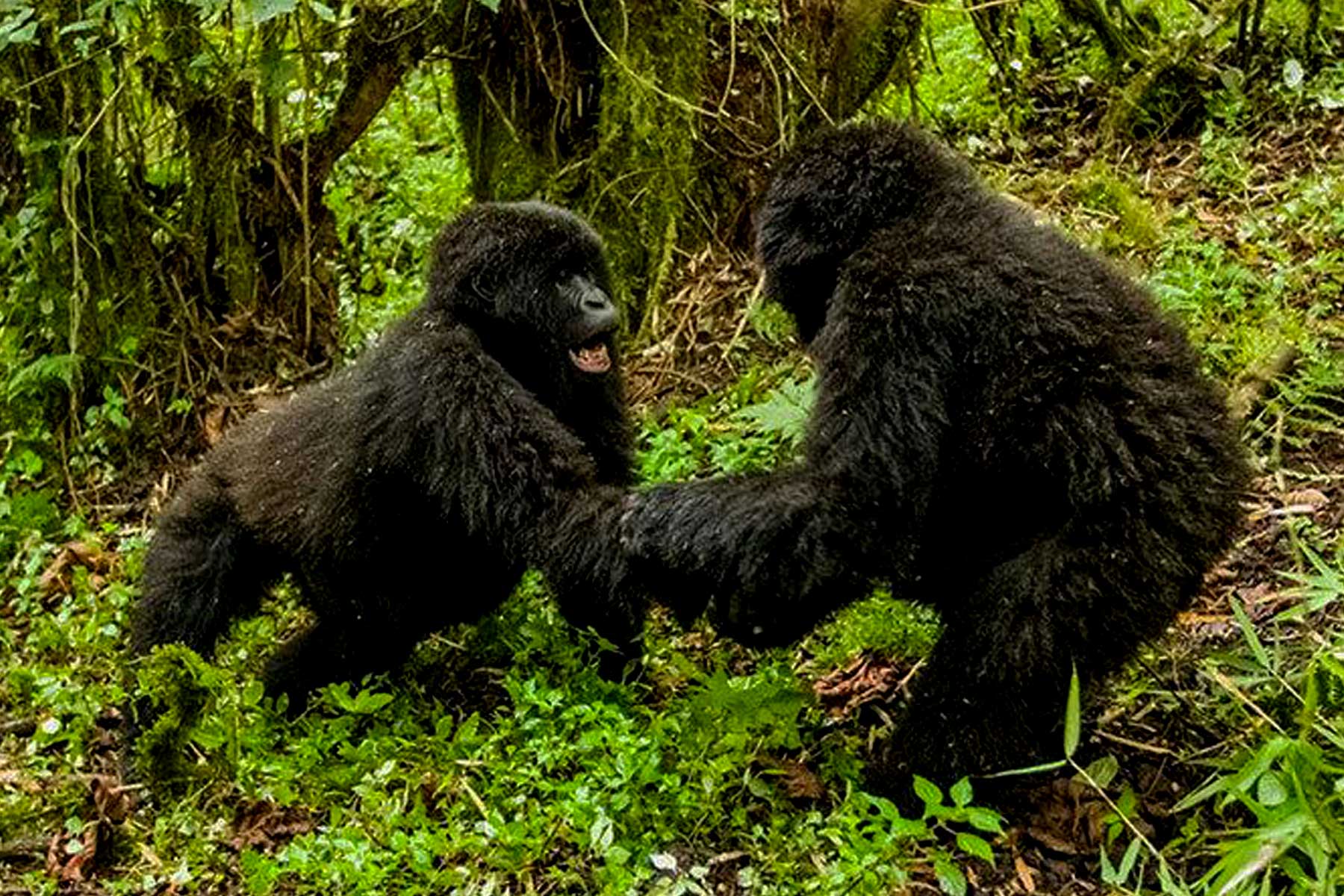 7-days-rwanda-uganda-double-gorilla-adventure-safari