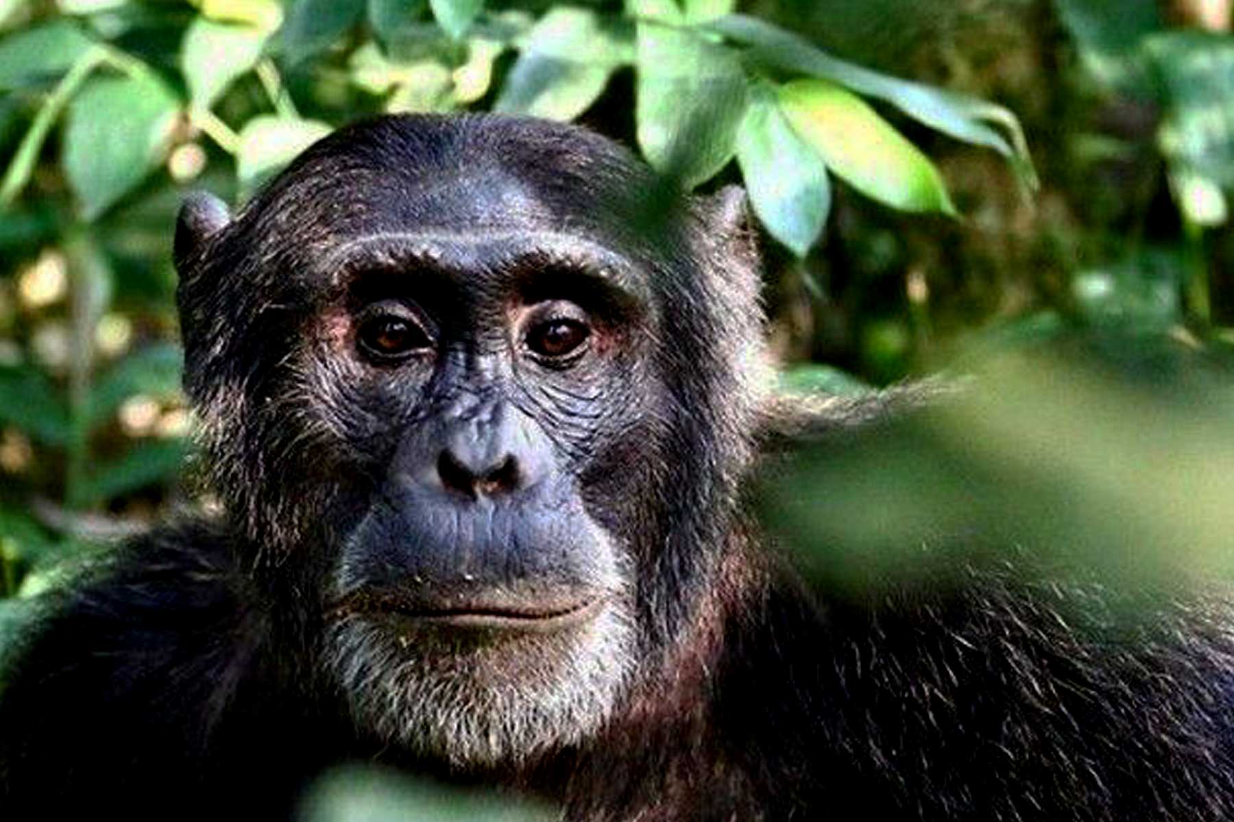 7-days-rwanda-uganda-primate-world-adventure-safari