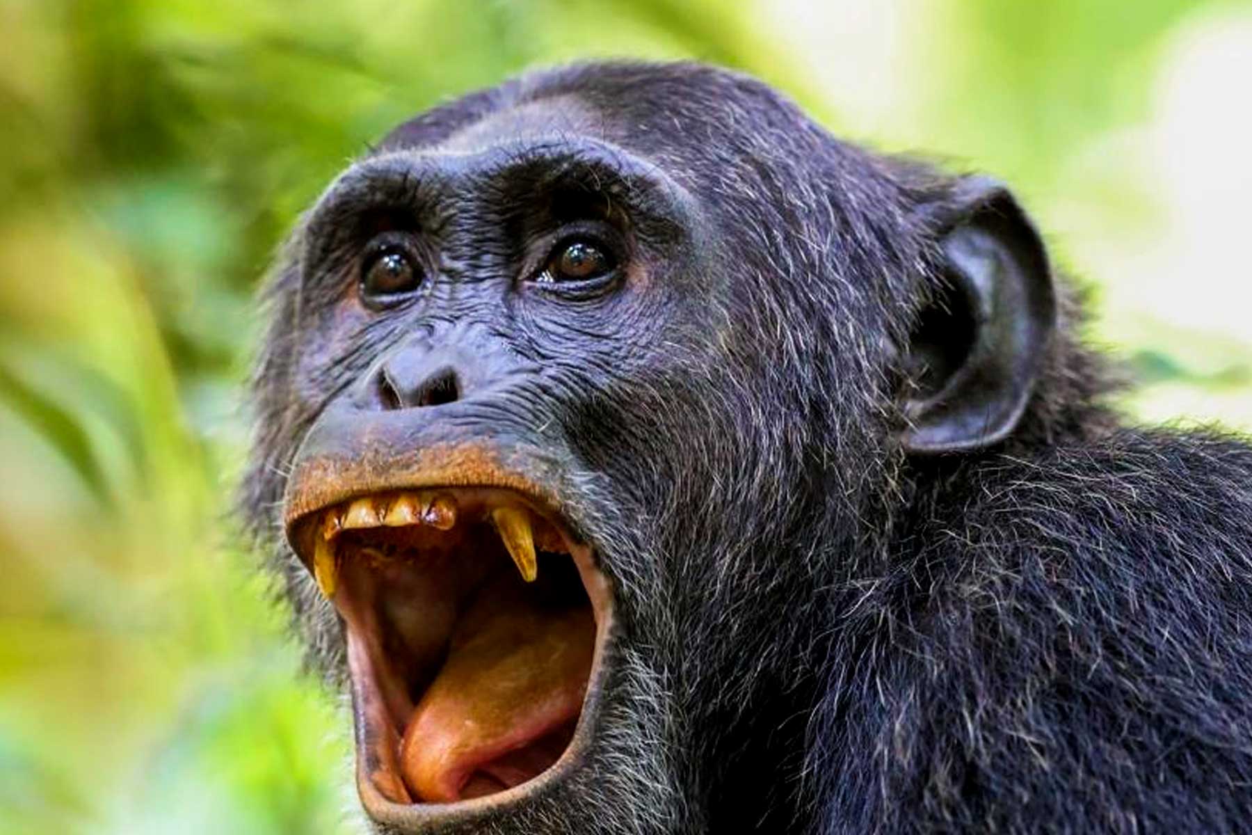 7-days-uganda-gorilla-and-chimpanzee-habituation-adventure-safari