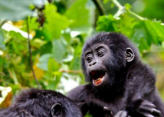 7-days-uganda-gorilla-and-chimpanzee-trekking-safari