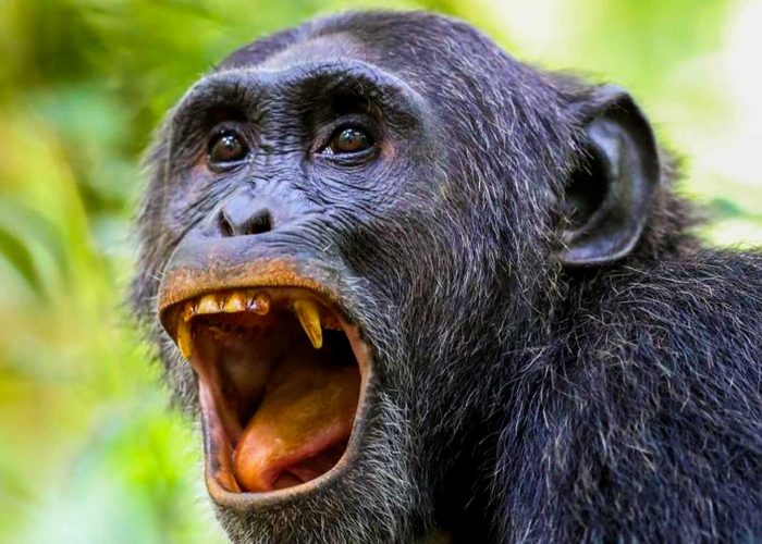 8-days-epic-rwanda-primate-trekking-and-wildlife-safari