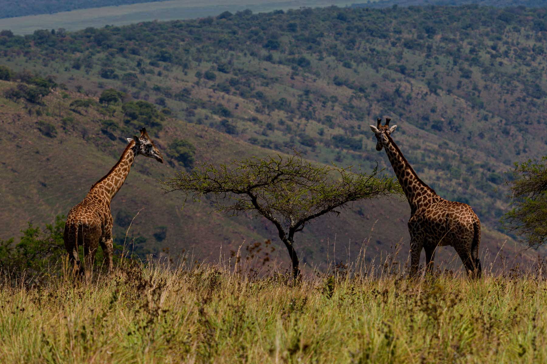 8-days-rwanda-uganda-gorilla-wildlife-adventure-safari
