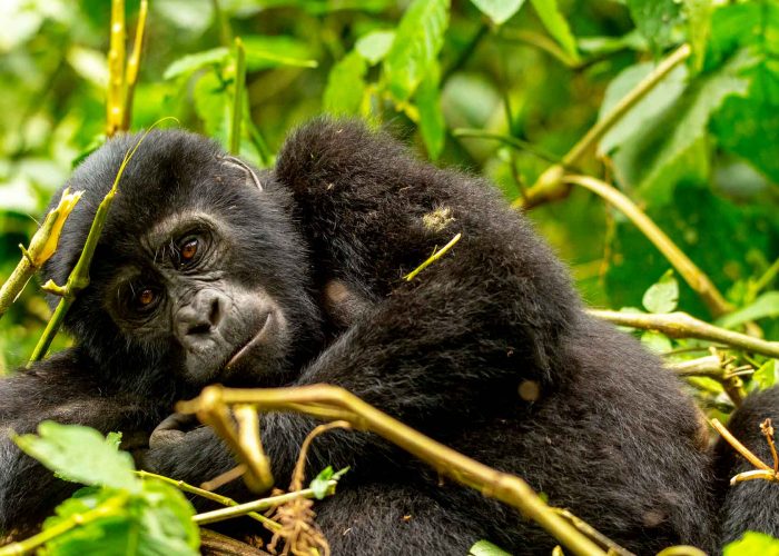 8-days-uganda-gorilla-and-chimpanzee-habituation-safari