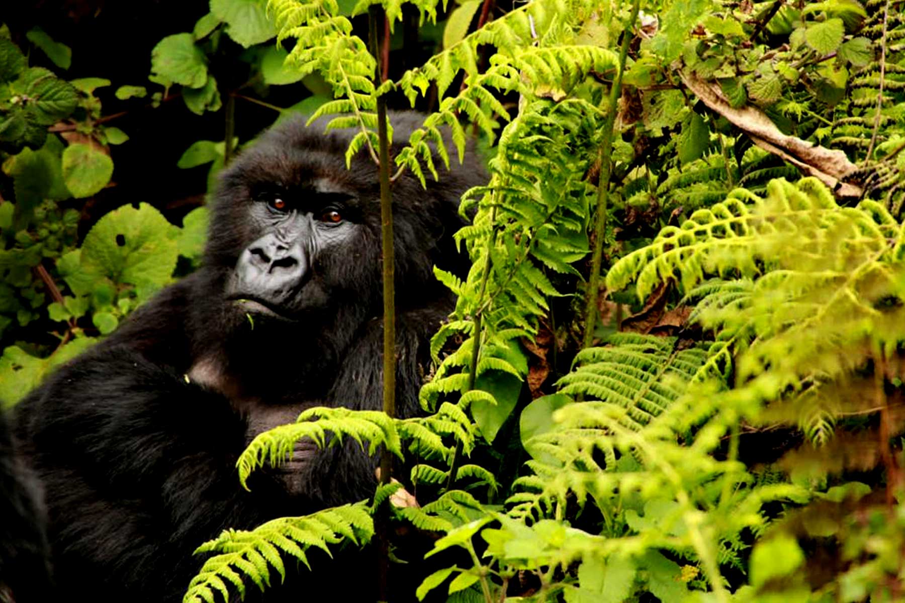 8-days-uganda-gorilla-trekking-and-kenya-masai-mara-safari