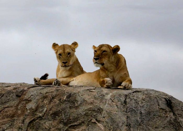 9-days-kidepo-valley-and-murchison-falls-wildlife-adventure-safari